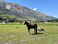 18. Reisetag – Von Queenstown zum Fox-Gletscher – Mittagspause im Makarora Country Café – Pferde