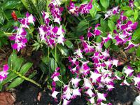 Botanischer Garten Singapur 