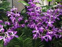 Botanischer Garten Singapur 