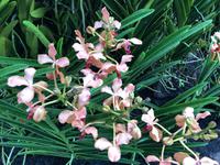 Botanischer Garten Singapur 