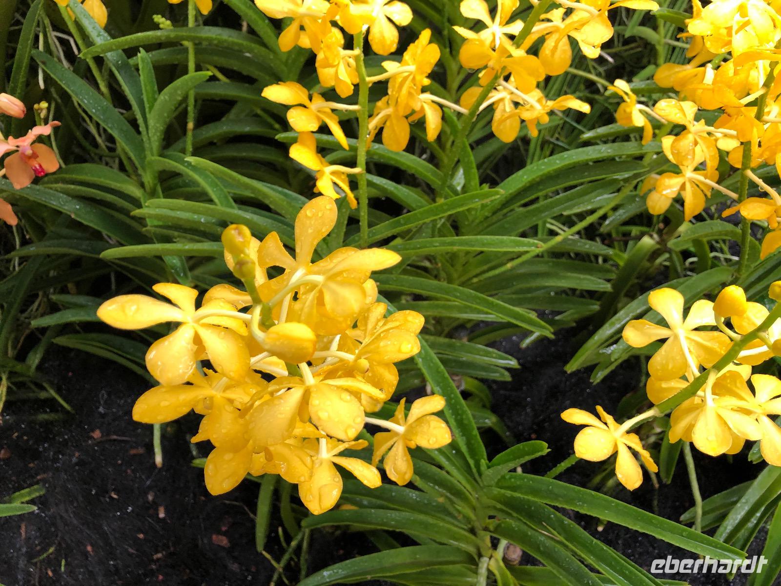 Botanischer Garten Singapur 