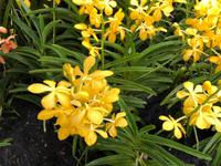 Botanischer Garten Singapur 