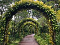 Botanischer Garten Singapur 