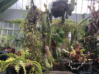 Auckland Neuseeland Wintergarten