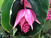 Auckland Neuseeland Wintergarten