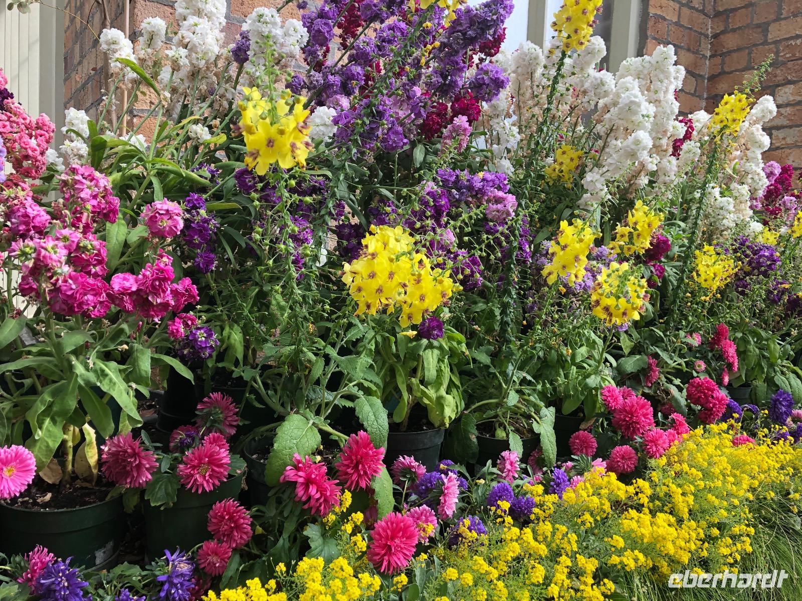 Auckland Neuseeland Wintergarten