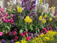 Auckland Neuseeland Wintergarten