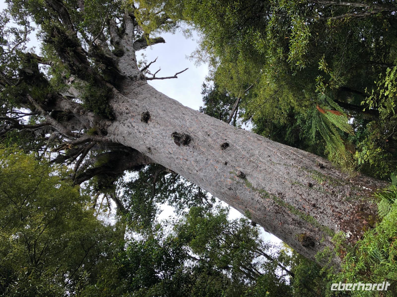Tane Mahuta Neuseeland 