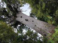 Tane Mahuta Neuseeland 