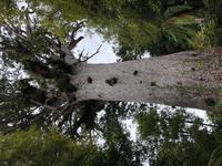 Tane Mahuta Neuseeland 