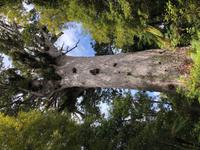 Tane Mahuta Neuseeland 