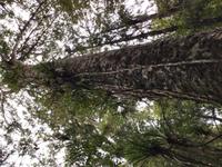 Tagesausflug Cape Reinga Neuseeland 