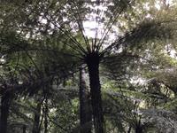 Tagesausflug Cape Reinga Neuseeland 