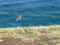 Tagesausflug Cape Reinga Neuseeland 