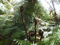 Coromandel Halbinsel Neuseeland