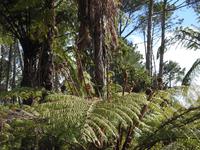 Coromandel Halbinsel Neuseeland