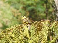 Coromandel Halbinsel Neuseeland