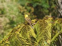 Coromandel Halbinsel Neuseeland