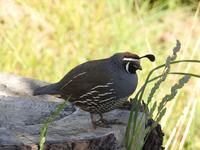 Coromandel Halbinsel Neuseeland