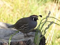 Coromandel Halbinsel Neuseeland