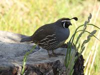 Coromandel Halbinsel Neuseeland