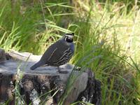 Coromandel Halbinsel Neuseeland