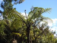 Coromandel Halbinsel Neuseeland
