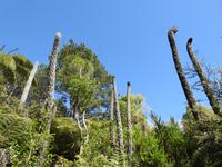 Coromandel Halbinsel Neuseeland