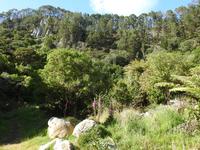 Coromandel Halbinsel Neuseeland