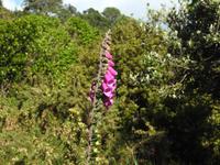 Coromandel Halbinsel Neuseeland