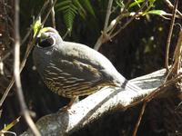 Coromandel Halbinsel Neuseeland