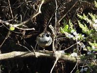 Coromandel Halbinsel Neuseeland
