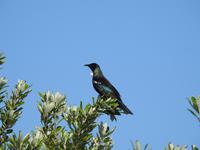 Coromandel Halbinsel Neuseeland