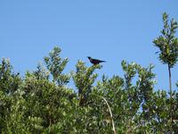 Coromandel Halbinsel Neuseeland