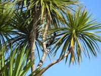 Coromandel Halbinsel Neuseeland