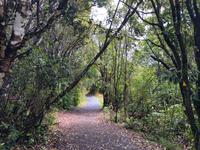 Maori Wanderung Neuseeland 