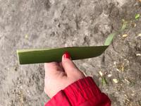 Maori Wanderung Neuseeland 