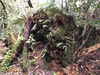 Maori Wanderung Neuseeland 