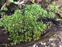 Maori Wanderung Neuseeland 