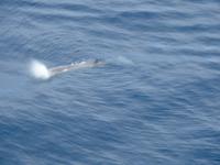 Wingsoverwhales Neuseeland