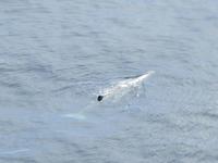 Wingsoverwhales Neuseeland