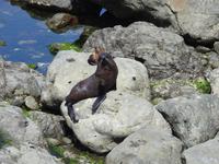 Neuseeland Robbe