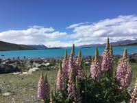 Lake Tekapo Neuseeland