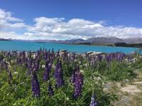 Lake Tekapo Neuseeland