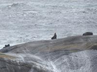 Doubtful Sound - Kreuzfahrt