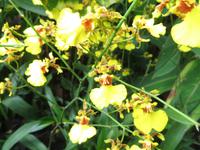 Stopover Singapur - Orchard Garden