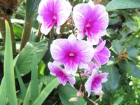 Stopover Singapur - Orchard Garden