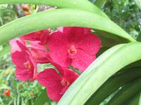 Stopover Singapur - Orchard Garden