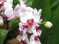 Stopover Singapur - Orchard Garden