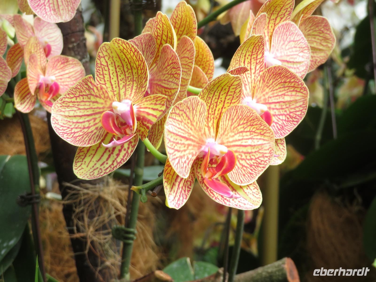 Stopover Singapur - Orchard Garden